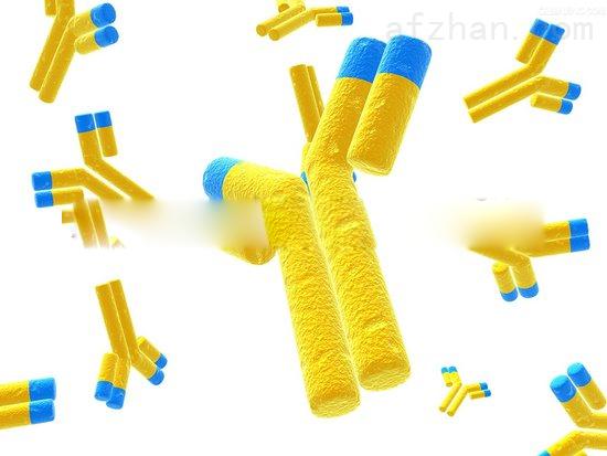 基质金属蛋白酶3(MMP3)重组蛋白