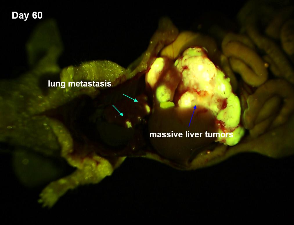 荧光实验转移动物模型