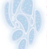 细胞库/普通细胞/原代细胞/ATCC细胞