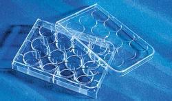 96孔PCR板(无裙边)  Axygen 耗材