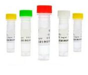 转移生长因子–β受体3抗体