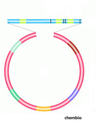 载体构建 质粒构建
