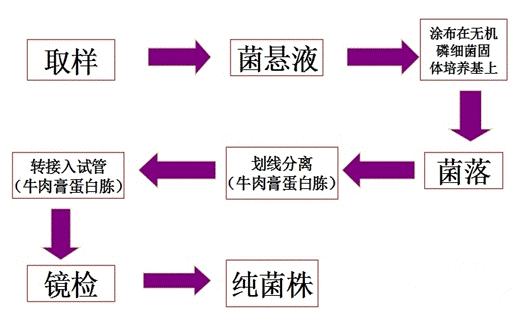 微生物的分离纯化
