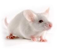 scid小鼠造模服务