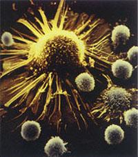 眼镜蛇毒因子  中华眼镜蛇