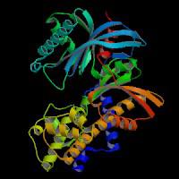 大鼠葡萄糖激酶(GK)elisa试剂盒