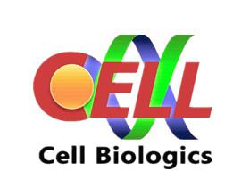 C57BL/6小鼠颈总动脉内皮细胞，C57BL/6 Mouse Primary Carotid Artery Endothelial cells