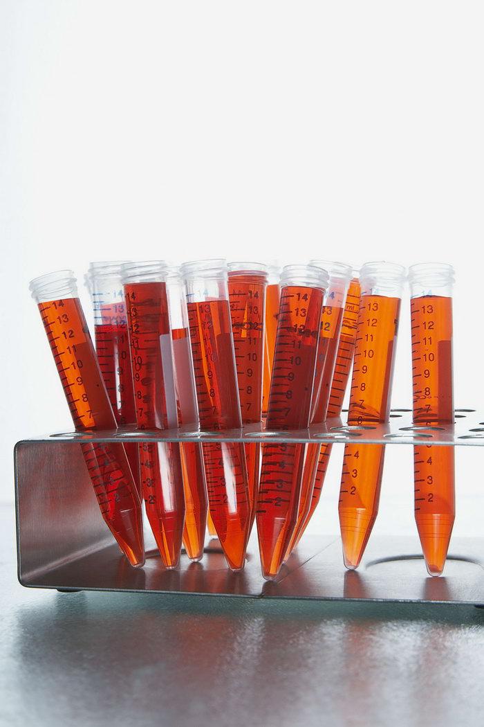 兔抗人支链转氨酶2，线粒体的多克隆抗体