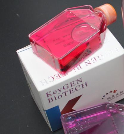 CHO 中国仓鼠卵巢细胞