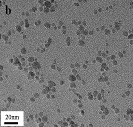 聚乙烯亚胺修饰的磁性四氧化三铁纳米颗粒