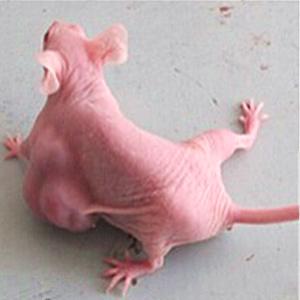 承接实验服务 大鼠/小鼠肿瘤模型建立