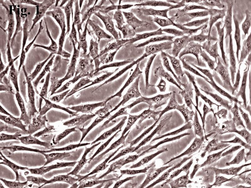 人真皮成纤维细胞-成人