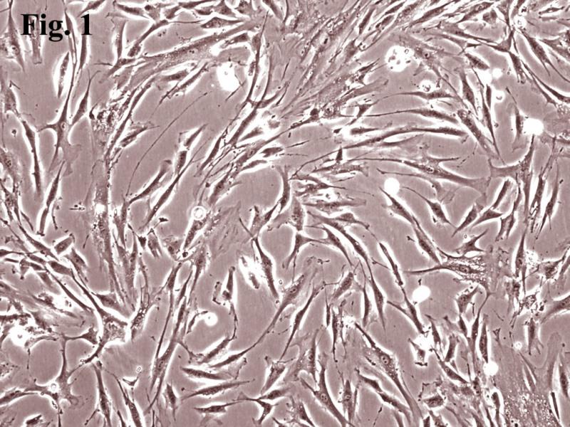 人牙周膜成纤维细胞