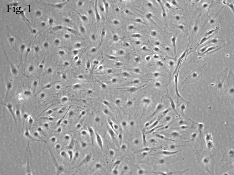 人肾小管上皮细胞