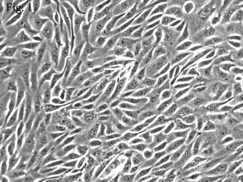 人肾脏上皮细胞 