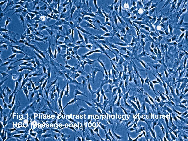 人颅骨成骨细胞