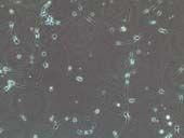 小鼠黑质神经元