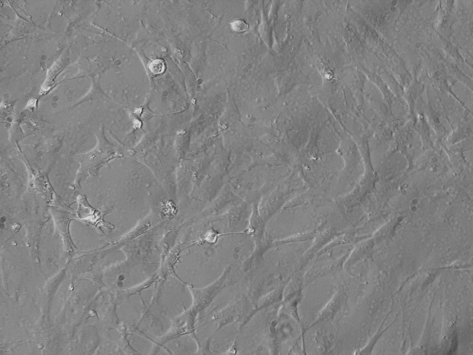 小鼠海马趾星形胶质细胞