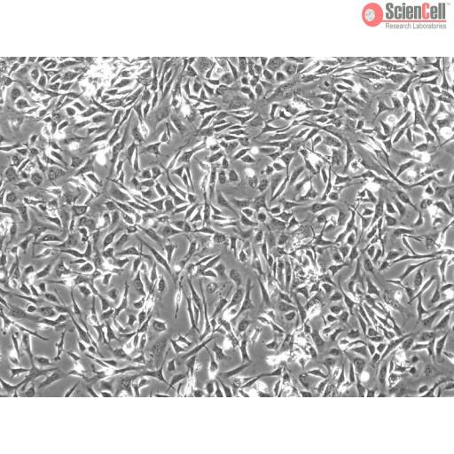 CF1小鼠胚胎成纤维细胞