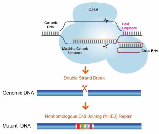 CRISPR/Cas9基因敲除