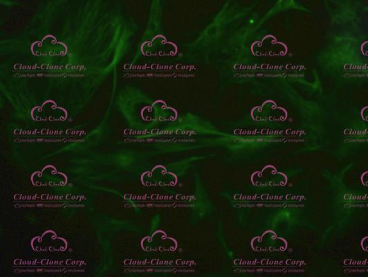 小鼠肺成纤维细胞(PF)