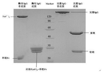 Fab 及F(ab’)2 抗体片段制备