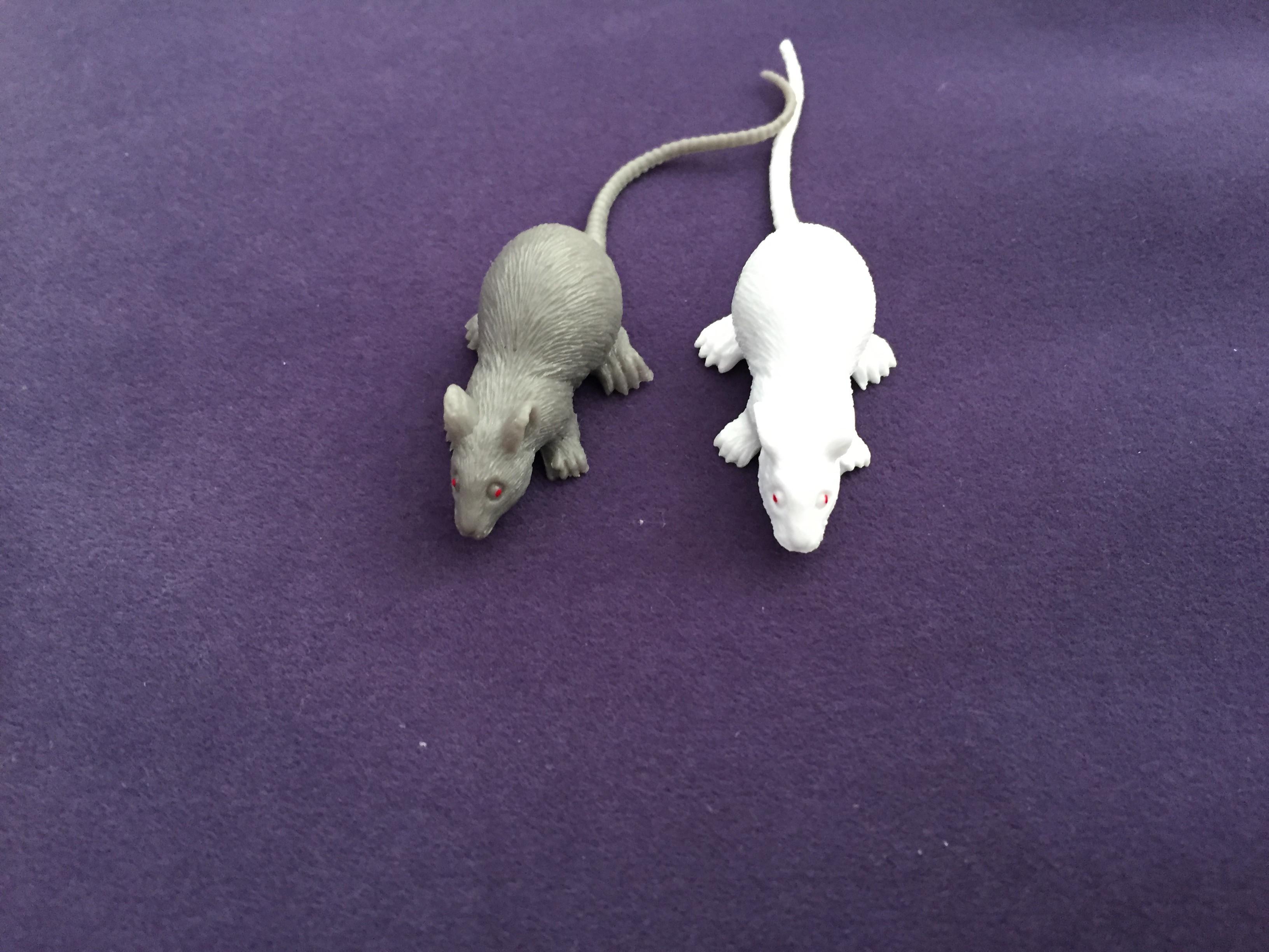 大小鼠塑料动物模型