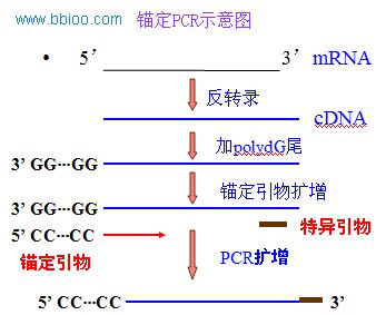 PCR技术原理、实验步骤和应用