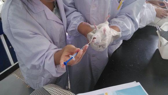 骨质疏松模型构建