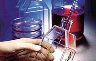 PriCells：正常大兔原代晶状体上皮细胞培养