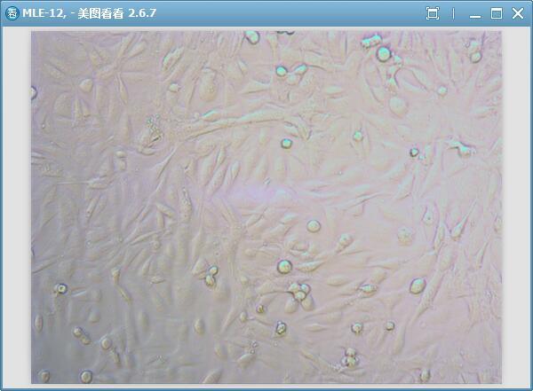 MLE 12 小鼠肺上皮细胞