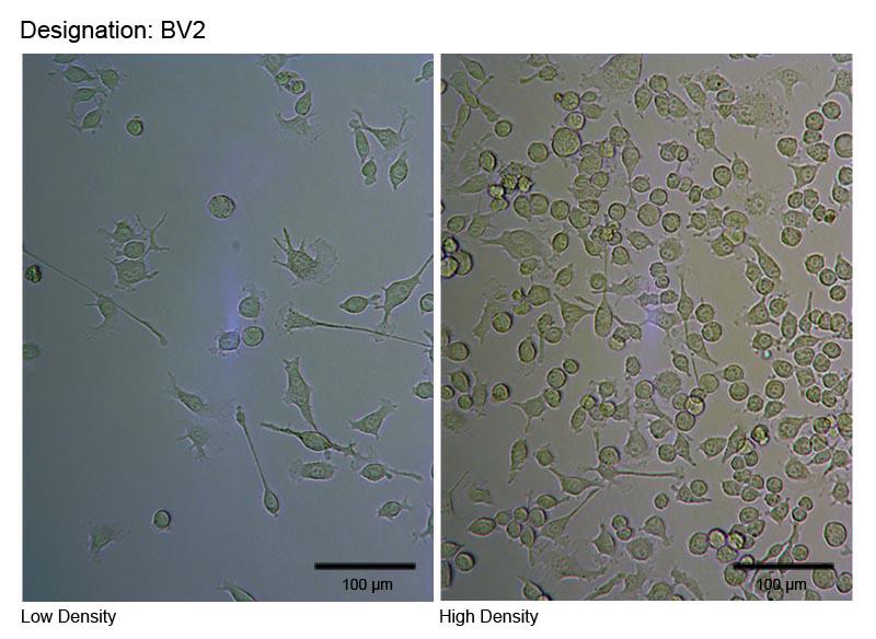 BV2 小鼠小胶质细胞