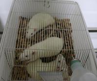 消化系统疾病动物模型（威斯腾生物-中关村生物医学研发检测共享平台！）