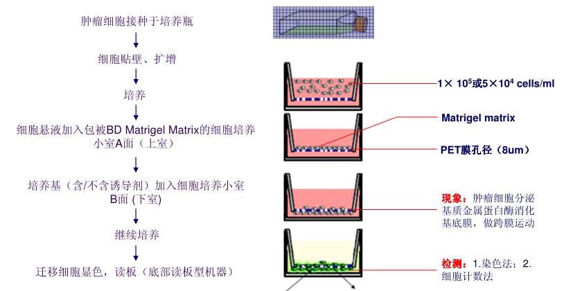 荧光遮蔽侵袭迁移小室