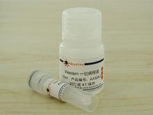 血管内皮细胞迁移蛋白抗体