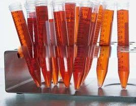 B细胞活化因子受体抗体