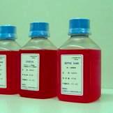 兔抗狗IgG(H+L)（狗IgG亲和纯化）/RabbitAnti-DogIgG