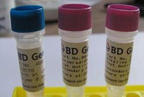  小鼠抗人血红蛋白单克隆抗体