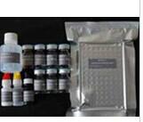 胰岛素样生长因子结合蛋白2检测