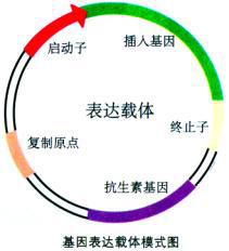 质粒载体构建服务