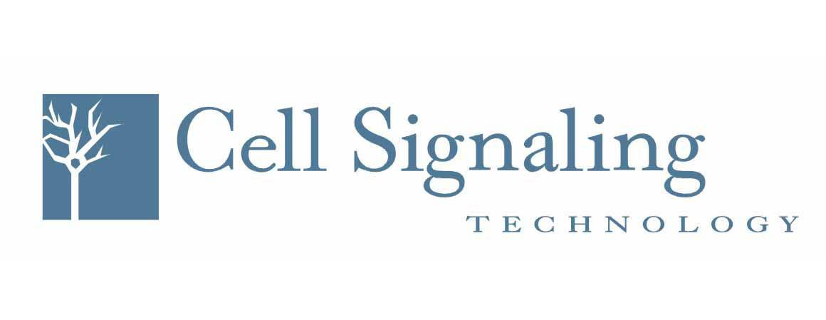 beta-Amyloid (1-40 specific) Antibody