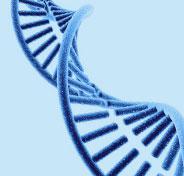 shRNA干扰载体构建