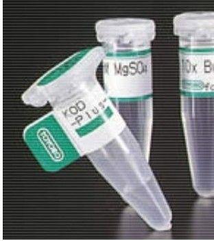 突触泡蛋白2A抗体