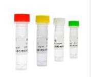 鼠抗人甲胎蛋白单克隆抗体(检测)