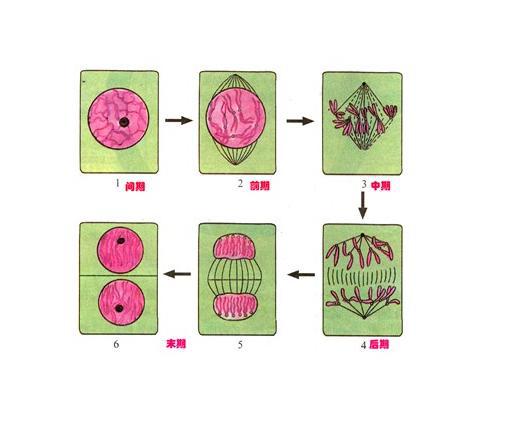 MTS细胞增殖实验