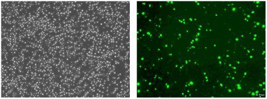 质粒转染实验技术服务