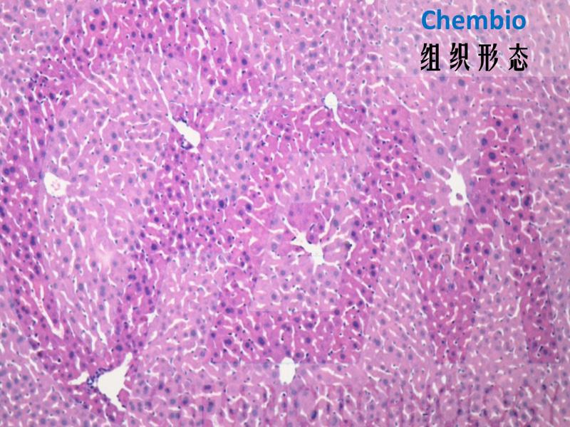 组织形态学技术服务