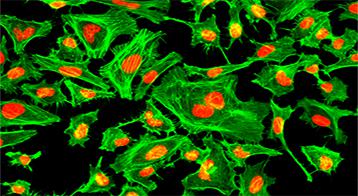 线粒体膜电位荧光探针罗丹明123[62669-70-9]