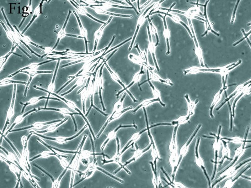 人表皮黑色素细胞-浅色素