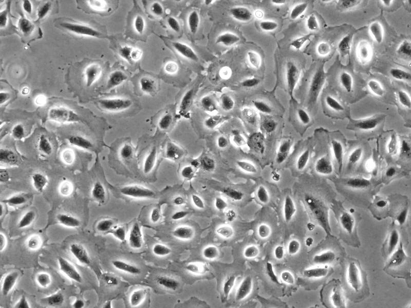 人羊膜上皮细胞